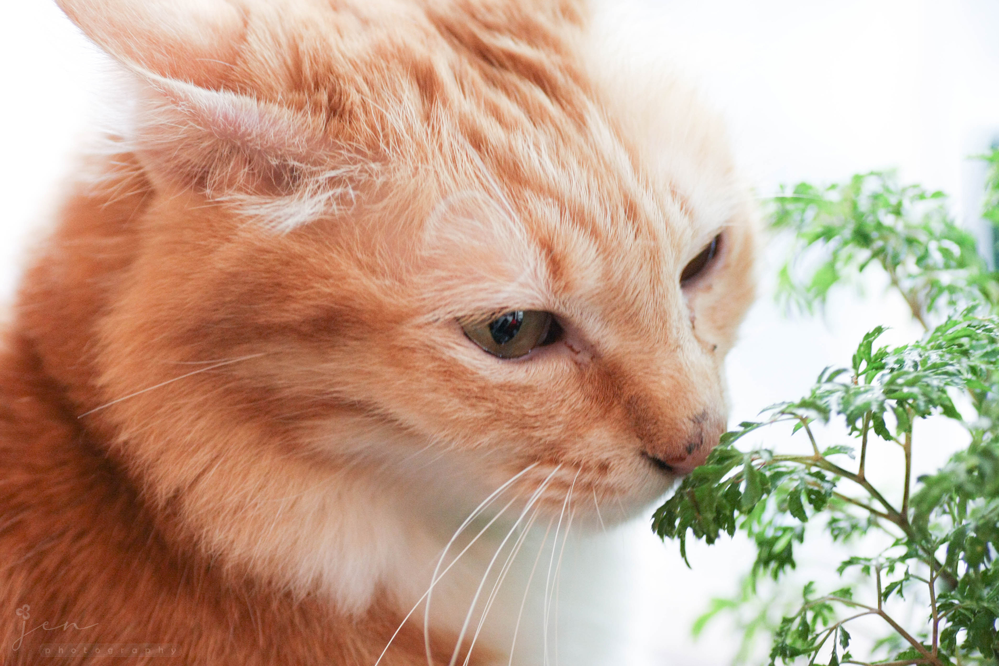 Cat Island Cafe, Hong Kong
