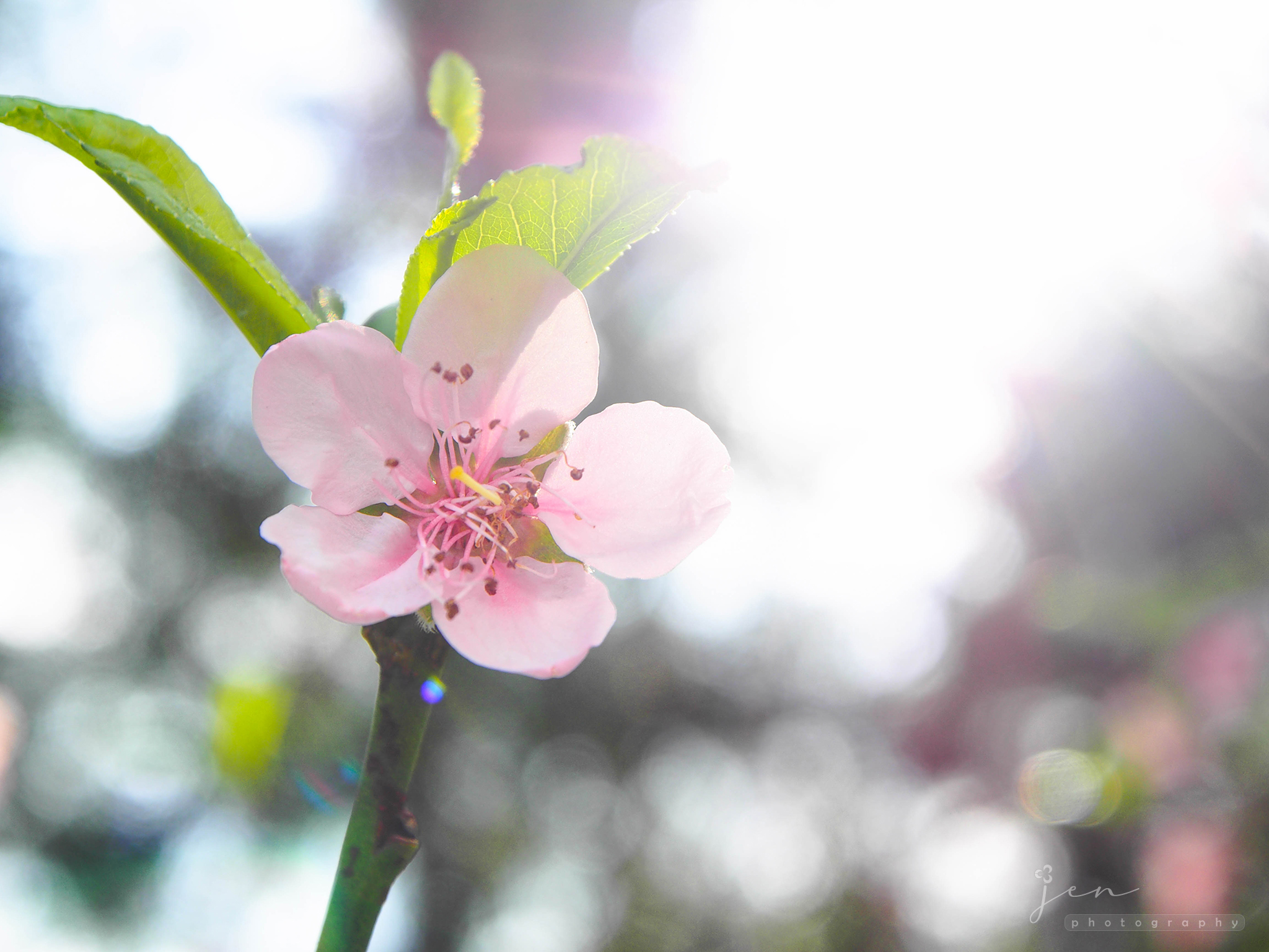 The Chinese University of Hong Kong, Hong Kong