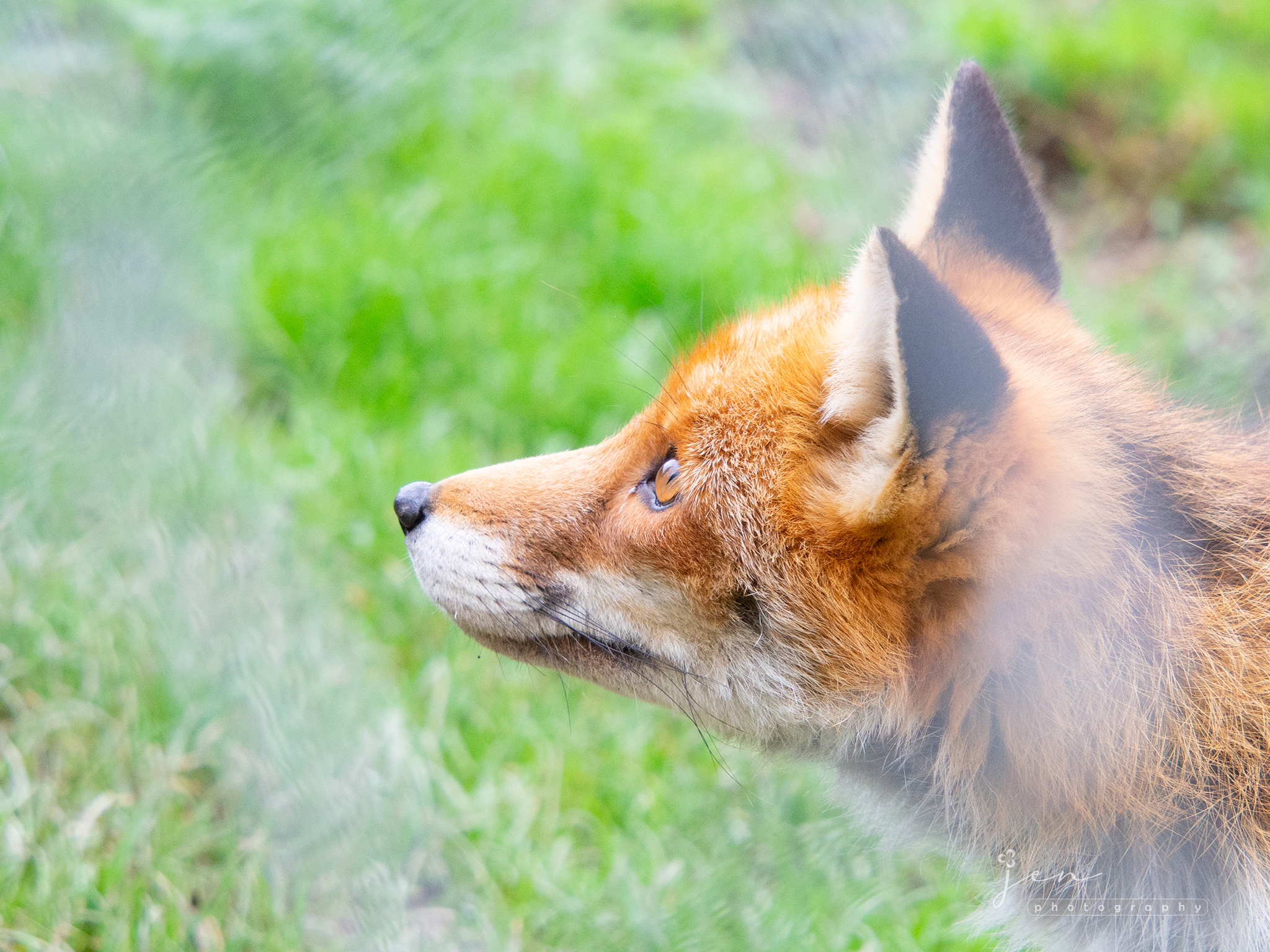 British Wildlife Centre, London