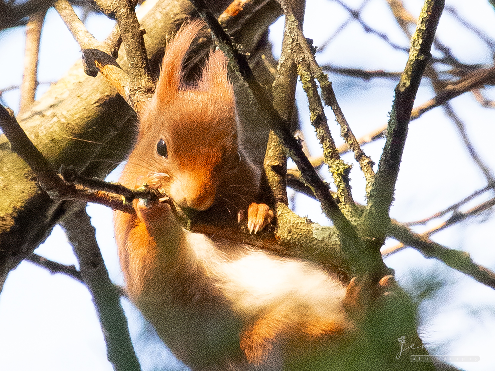 British Wildlife Centre, London